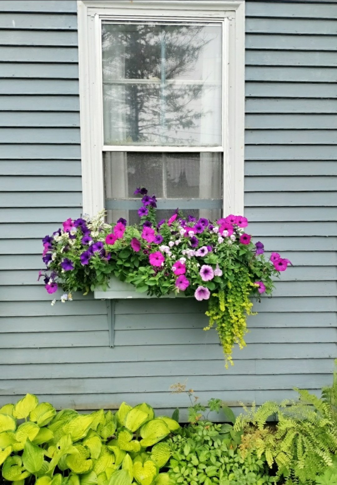 window box full of flowers, Deer Isle, Maine