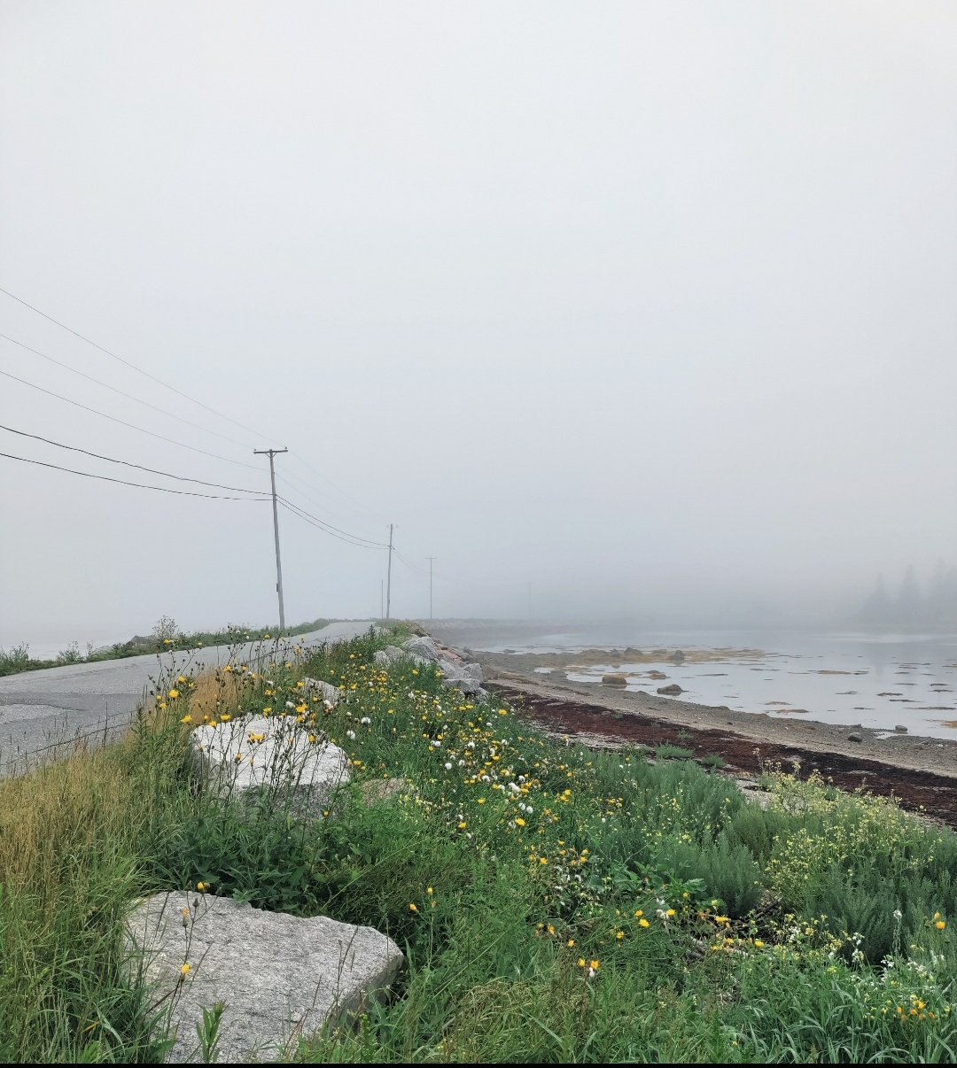 Wildflowers on a foggy day on the causeway, Deer Isle, Maine