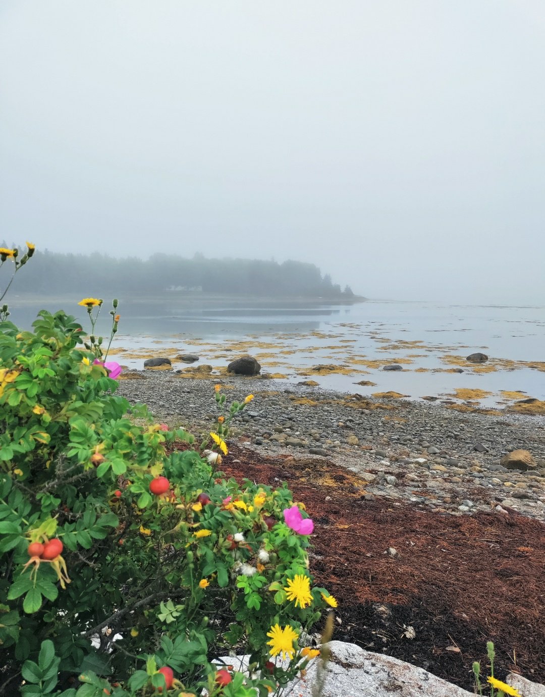 Wildflowers, Deer Isle, Maine