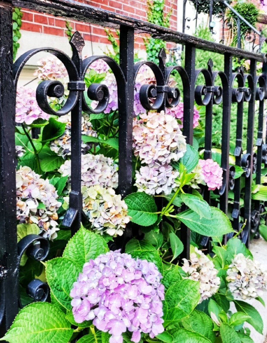 Hydrangeas through a black front gate at home in Beacon Hill
